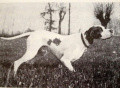 Pedigree CLASTIDIUM MIRCO Pedigree CLASTIDIUM MIRCO
